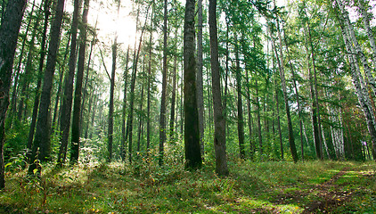 Image showing Forest landscape