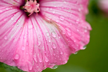 Image showing Pink flower