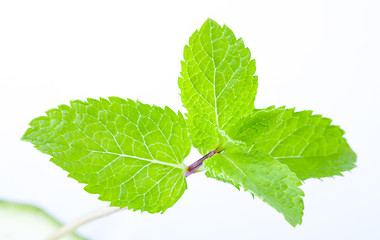 Image showing Fresh mint leaves