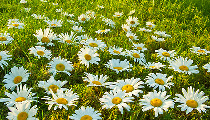 Image showing White daisies