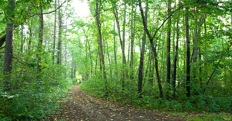 Image showing Forest landscape