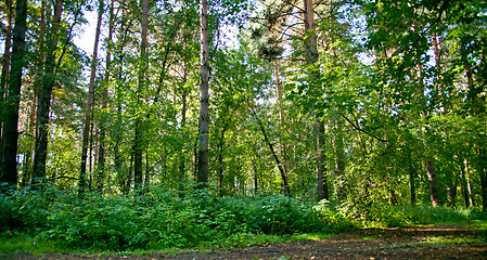 Image showing Forest landscape