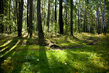 Image showing Forest landscape