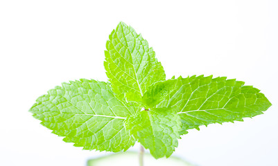 Image showing Fresh mint leaves