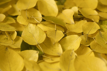 Image showing Yellow autumn leaves