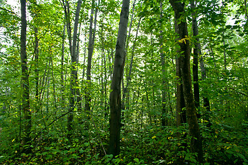 Image showing Forest landscape