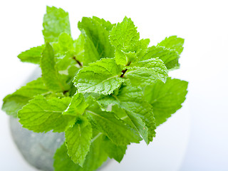 Image showing Fresh mint leaves