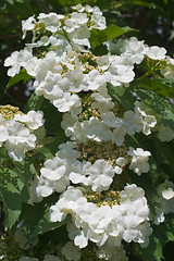 Image showing Blooming viburnum