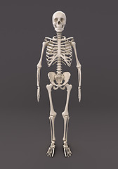 Image showing Skeleton of a gray background