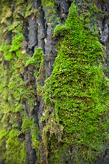 Image showing Green moss