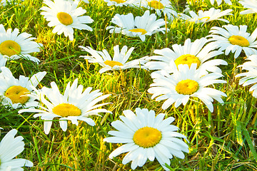 Image showing White daisies