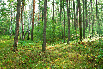 Image showing Forest landscape