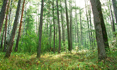 Image showing Forest landscape