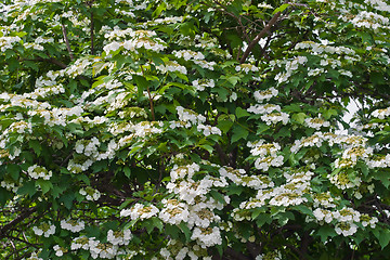 Image showing Blooming viburnum