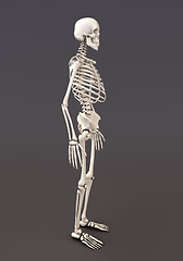 Image showing Skeleton of a gray background