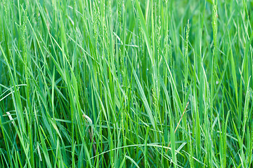 Image showing Blades of grass