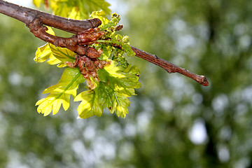 Image showing Fresh leaves