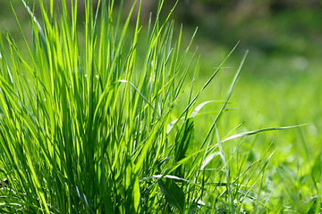 Image showing Green grass