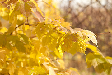 Image showing Autumn leaves