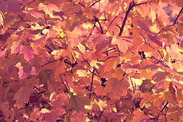 Image showing Autumn leaves