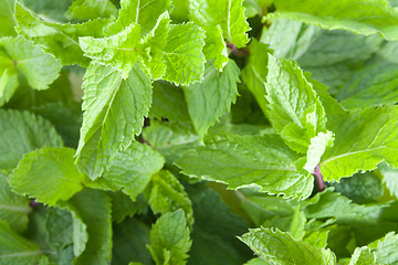 Image showing Fresh mint leaves