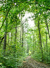 Image showing Forest landscape