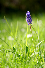 Image showing Grape Hyacinth