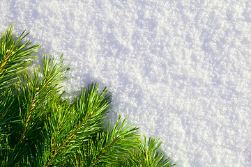 Image showing Winter forest background