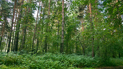 Image showing Forest landscape