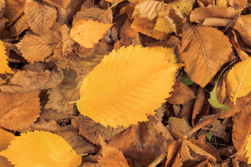 Image showing Autumn leaves