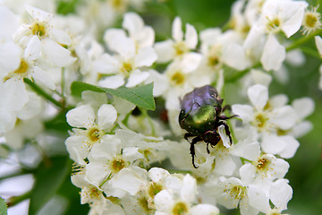 Image showing Beetle on flowers