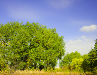 Image showing Summer landscape