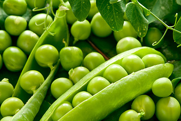 Image showing Green peas in the pod