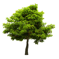 Image showing Tree isolated