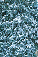 Image showing Winter tree