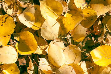 Image showing Autumn leaves