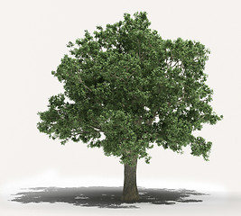 Image showing Tree on a light background