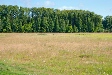 Image showing Summer landscape