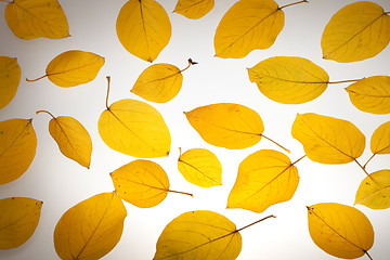 Image showing Yellow autumn leaves