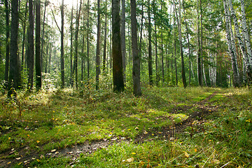 Image showing Forest landscape