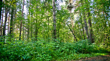 Image showing Forest landscape