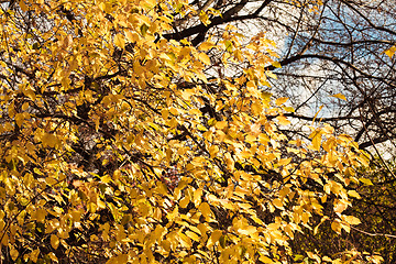 Image showing Autumn leaves