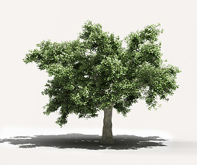Image showing Tree on a light background