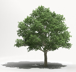 Image showing Tree on a light background