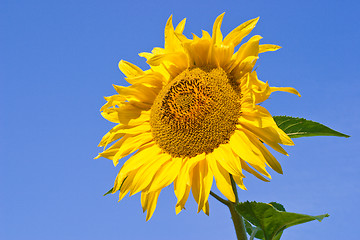 Image showing Sunflowers