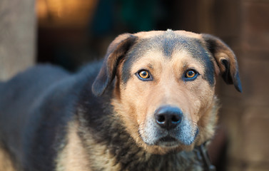 Image showing Large guard dog