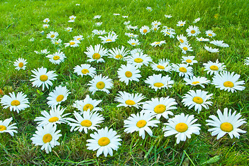 Image showing White daisies