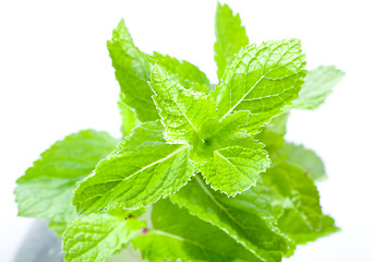 Image showing Fresh mint leaves