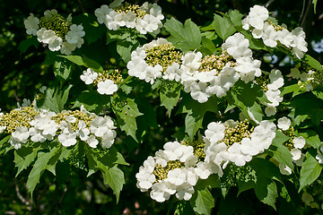 Image showing White flowers Viburnum