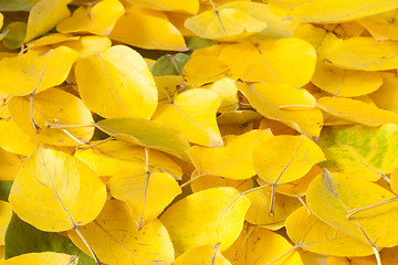 Image showing Yellow fallen leaves